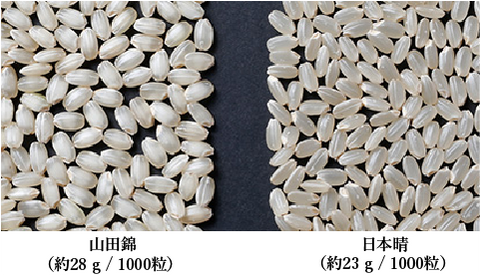 山田錦VS日本晴千粒重對比