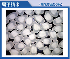 經扁平精米後的酒米
