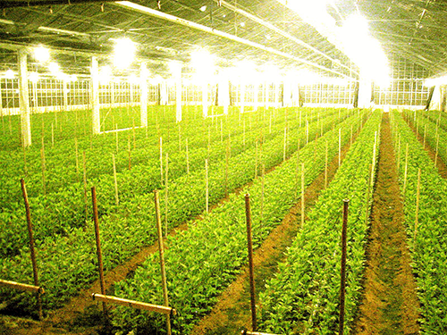 栽培農家【藤島菊ばり農園】
正進行電照栽培的菊花